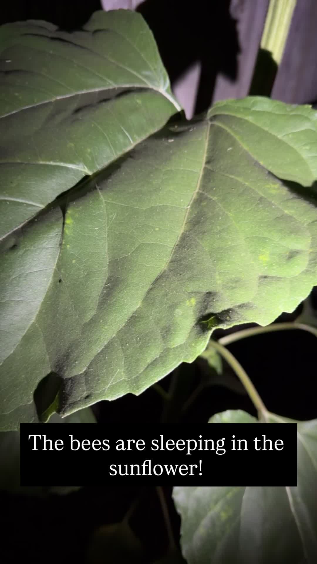 @thenegative