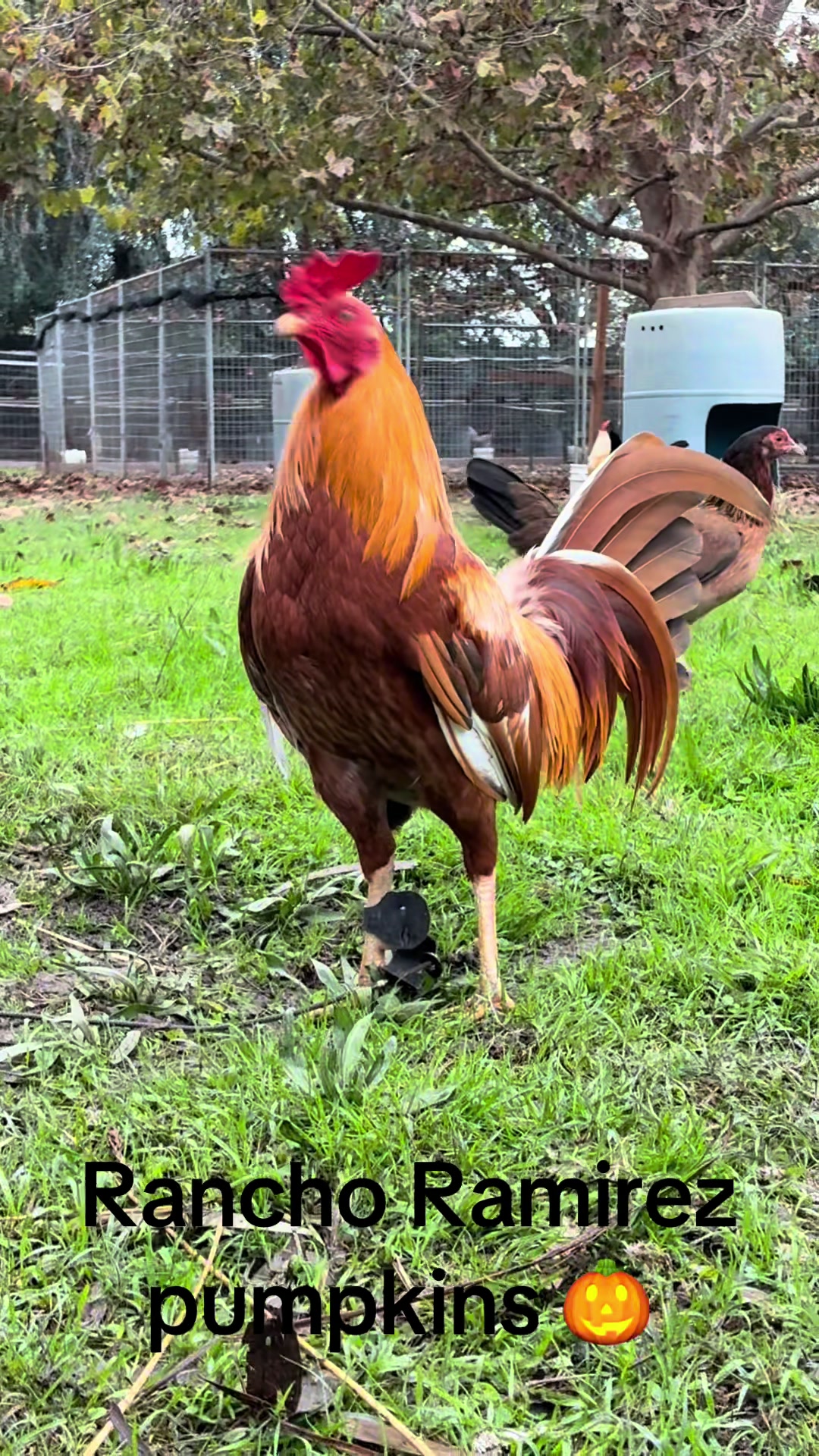 @Rancho_Ramirez209