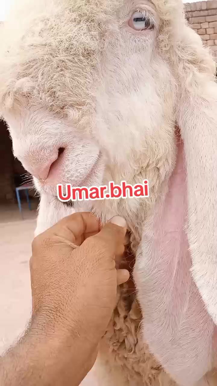 @Umar Farooq