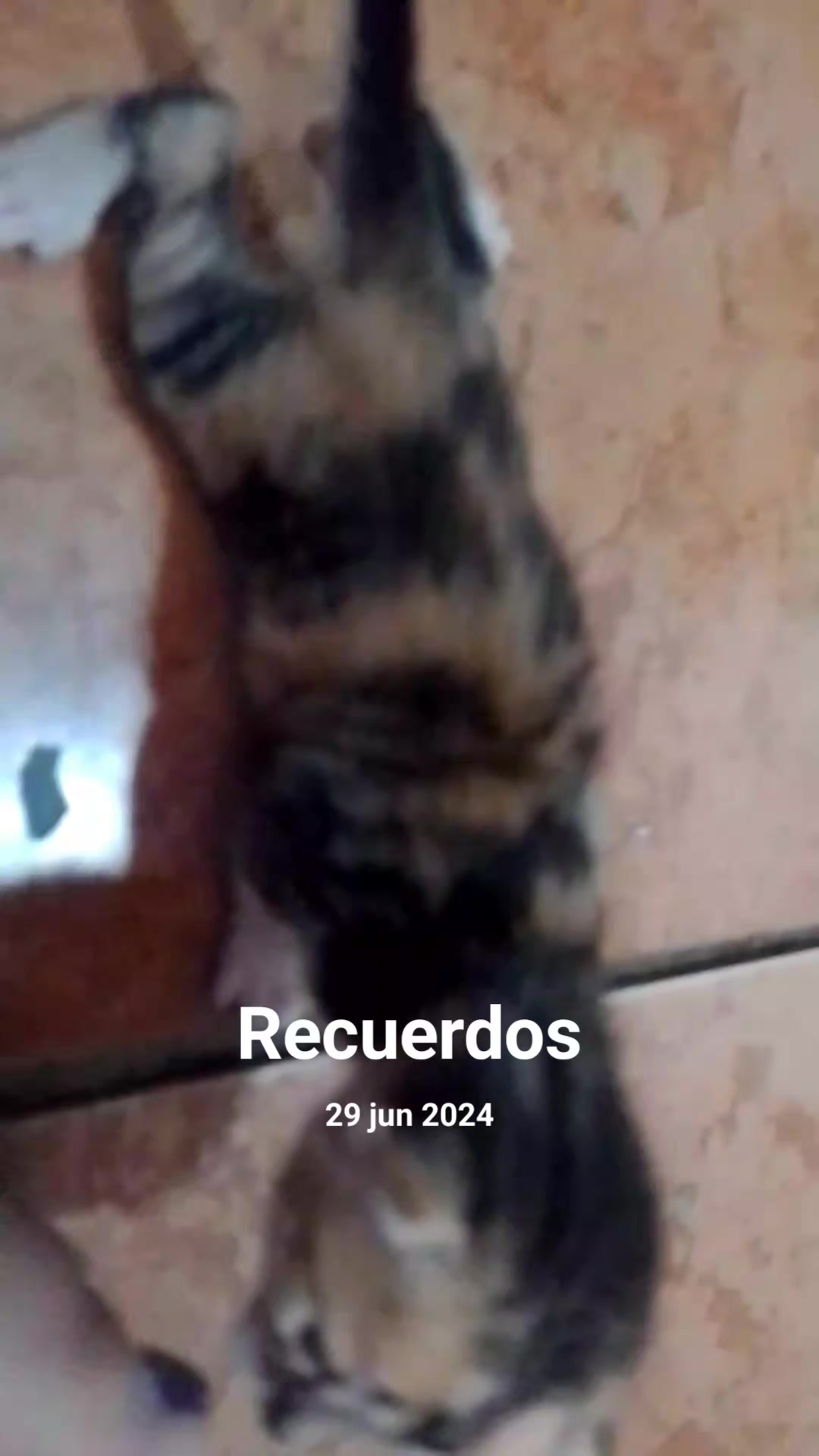 @alexandravargas687