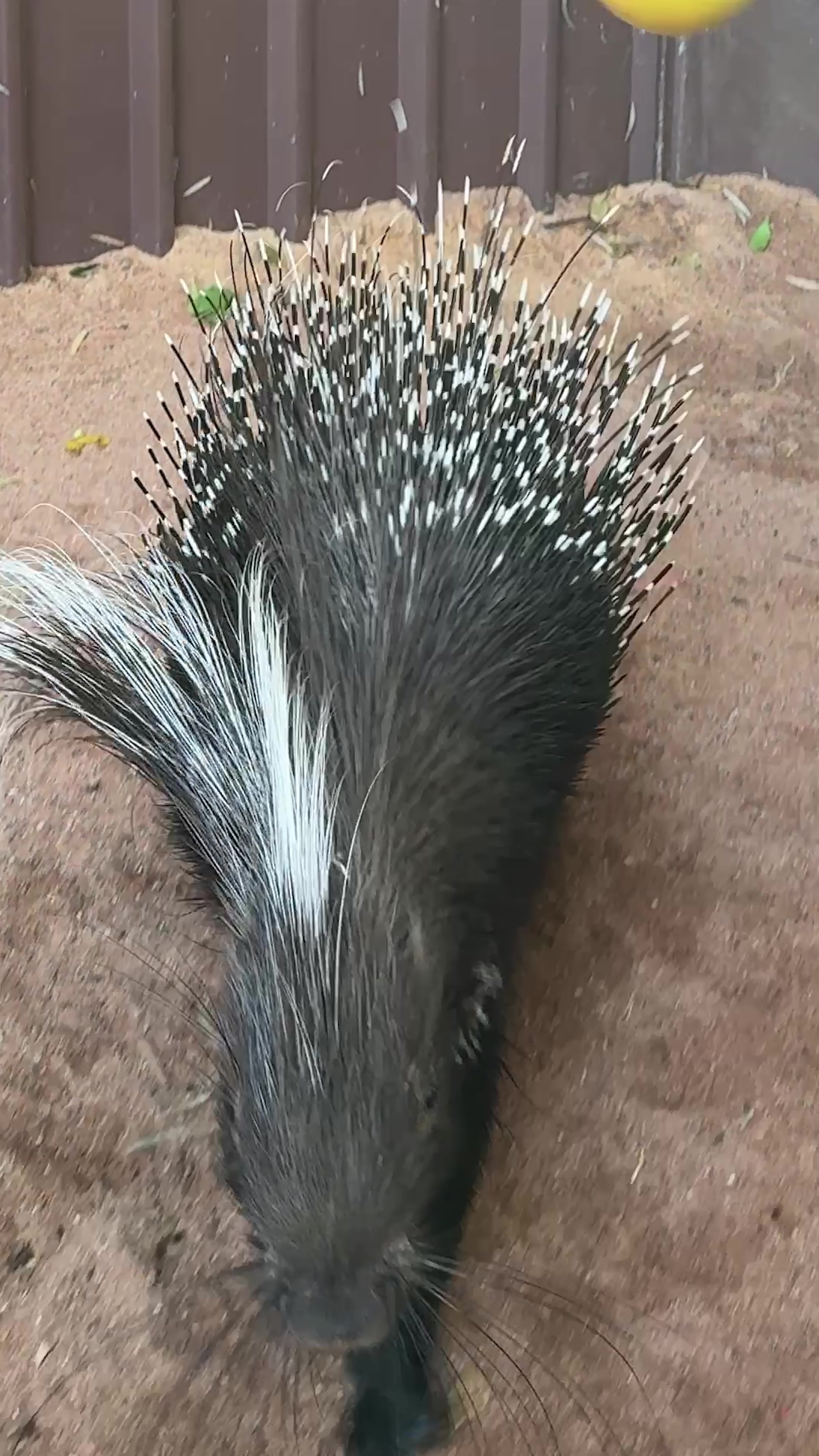 @Perth Zoo