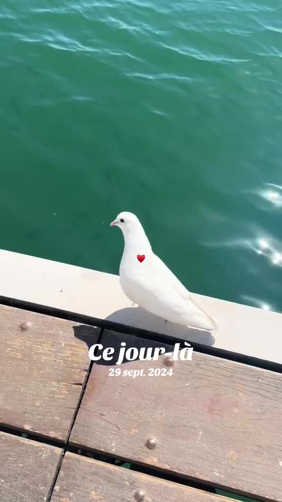 @๐๐๐๐๐ ๐ฅ ๐๐ค๐๐ข๐ข