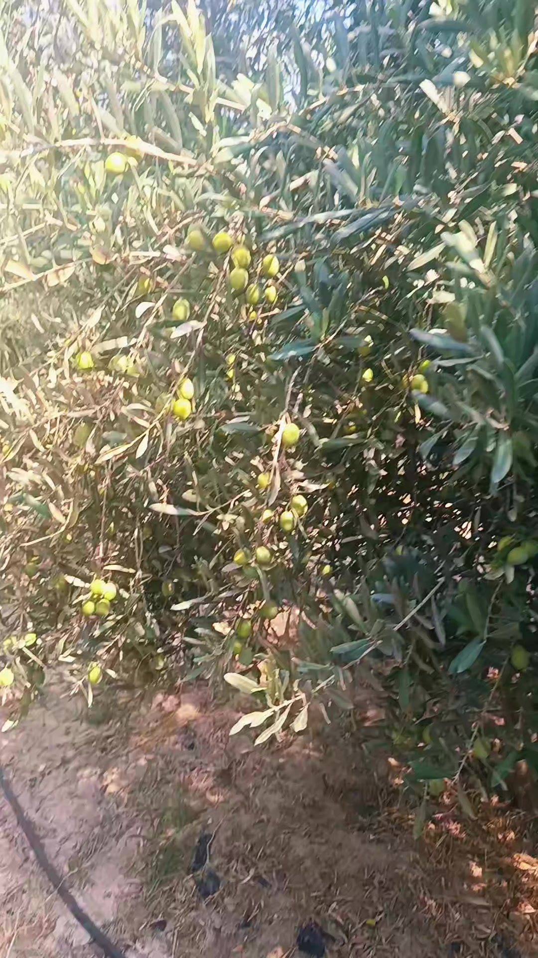 @Songül Demir
