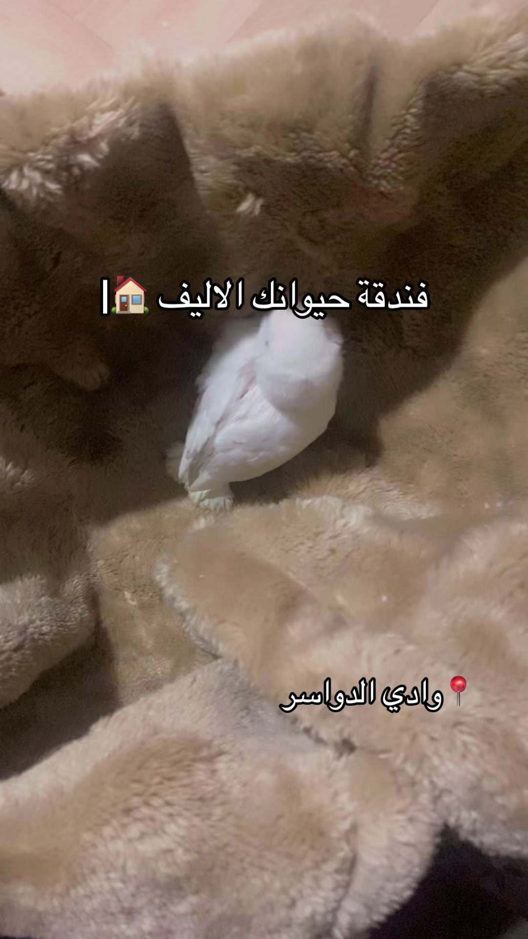 @فندقة وادي الدواسر | طيور وقطط