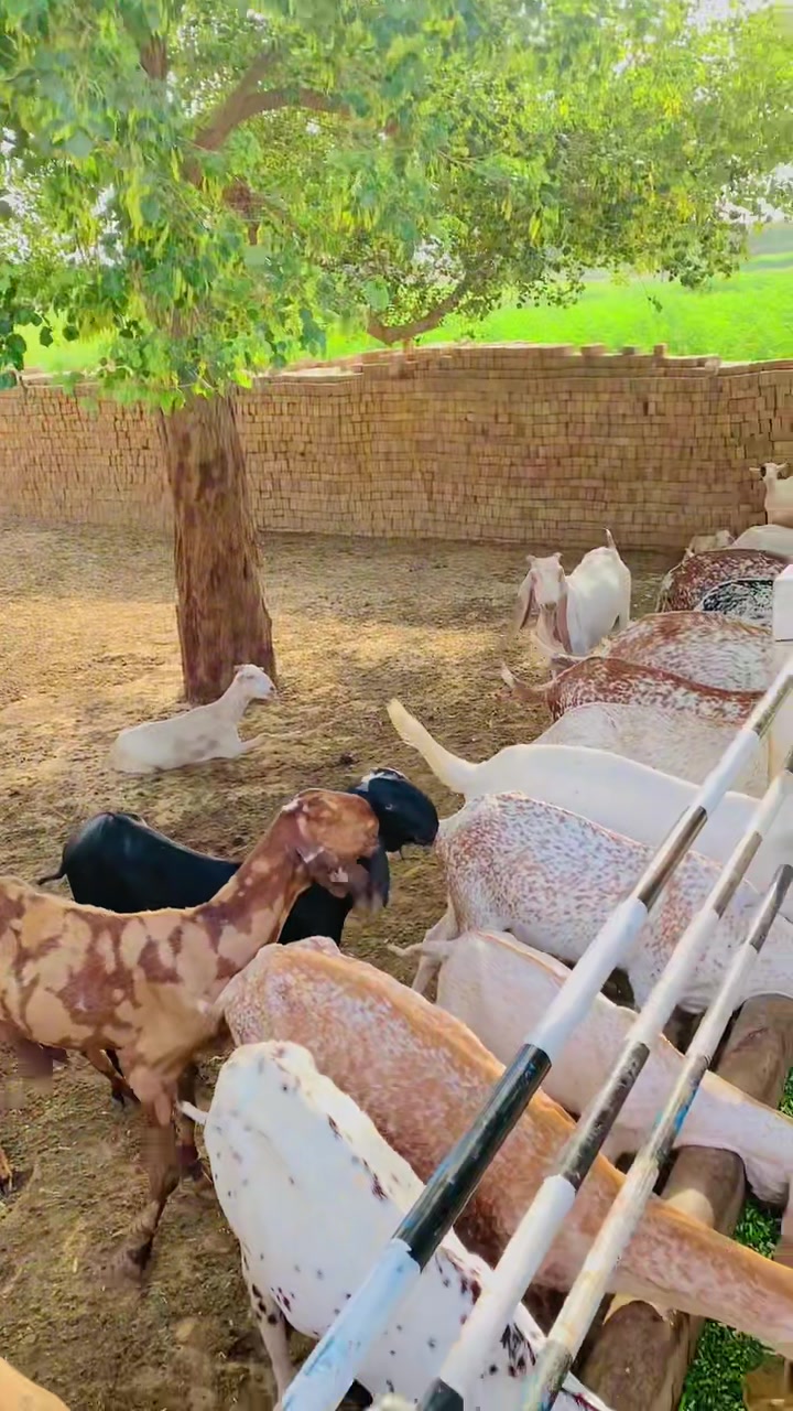 @Ayyan goat