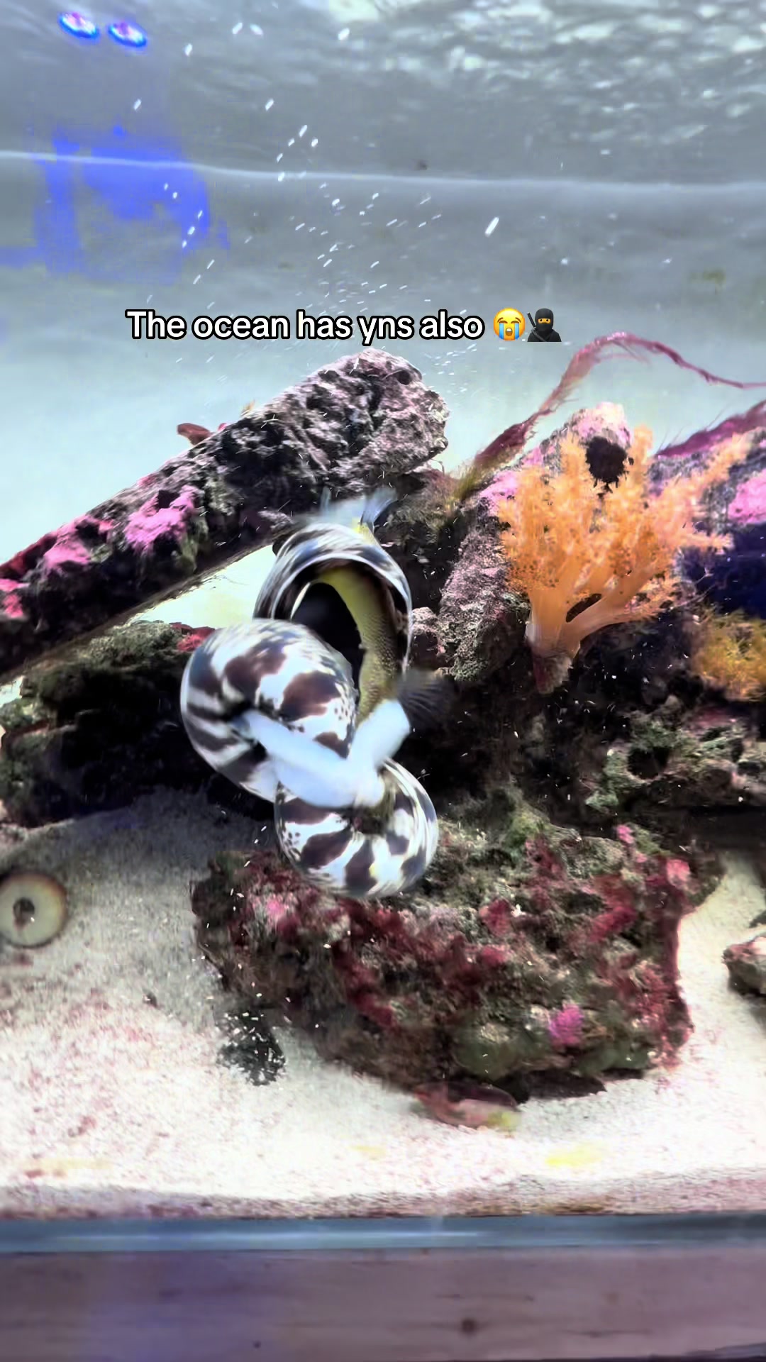 @ReefSync