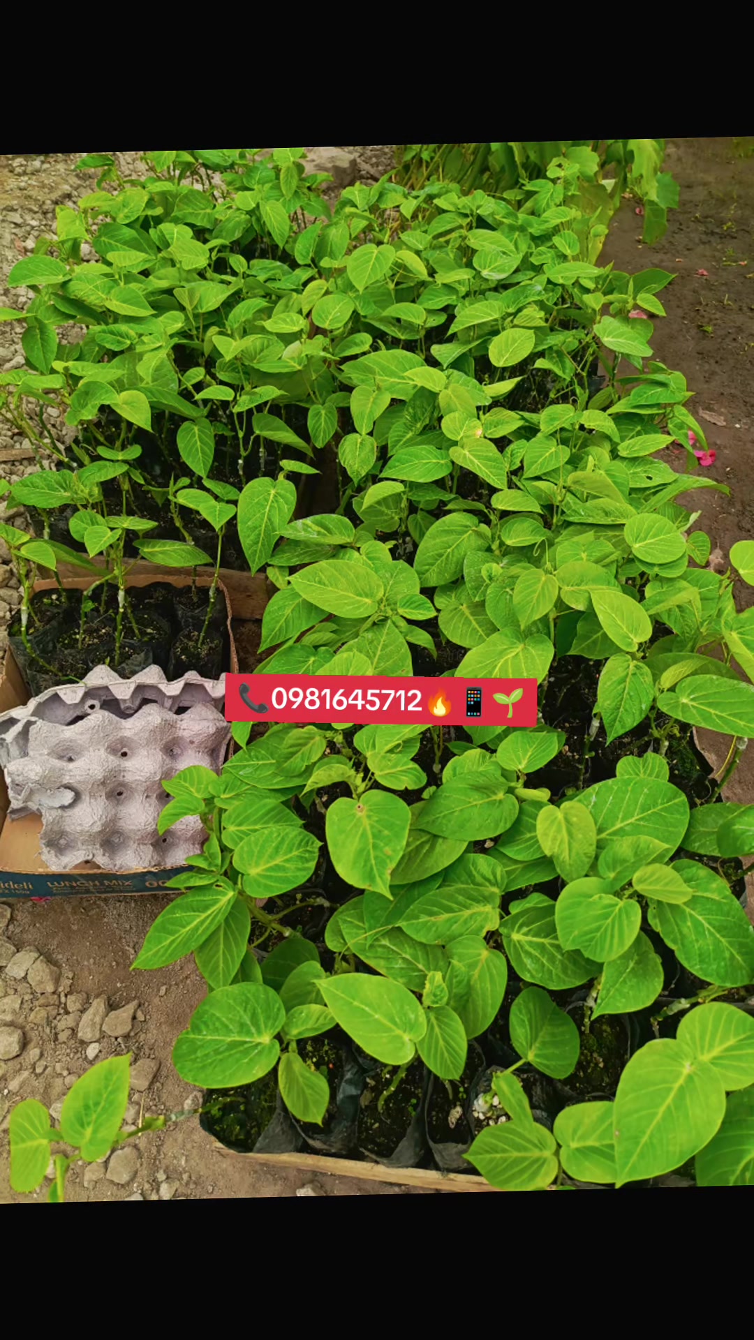 @Germi Plantas 🌱