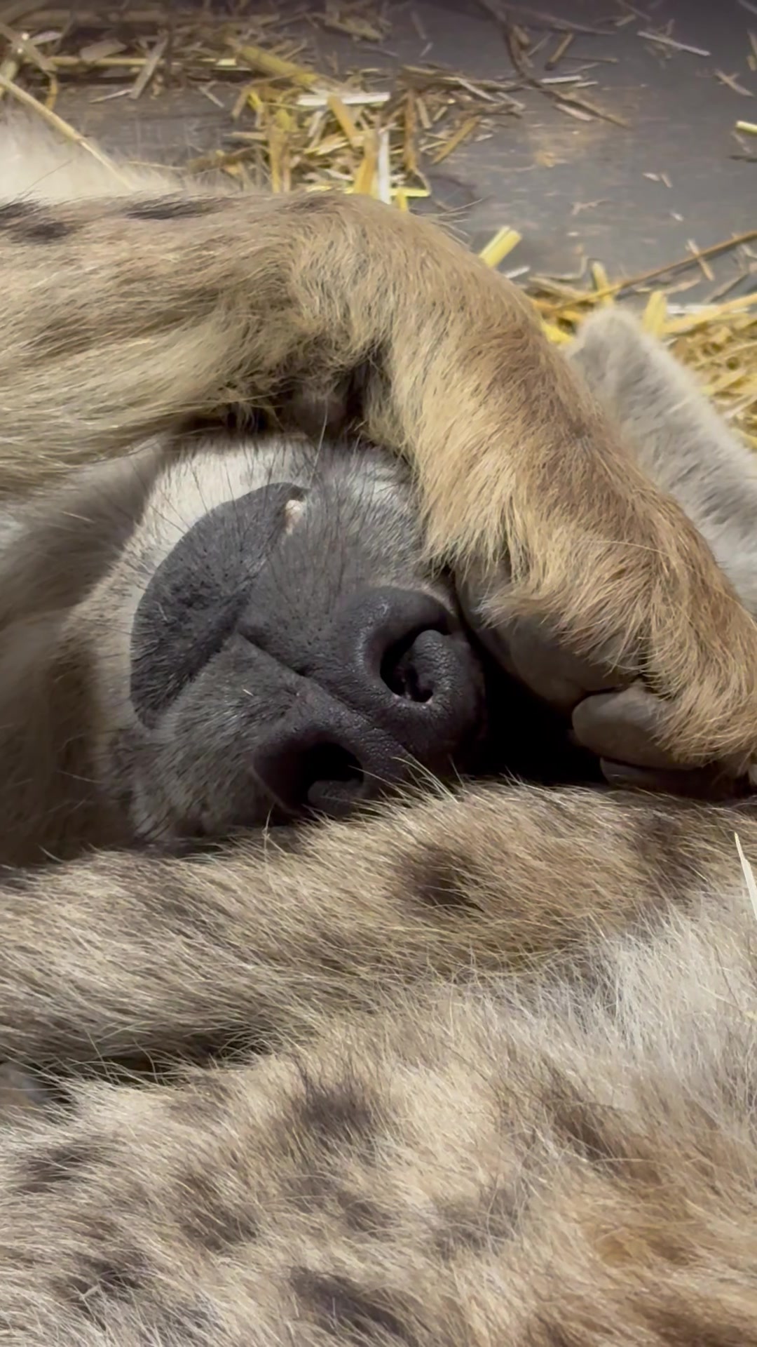 @judeszoolife