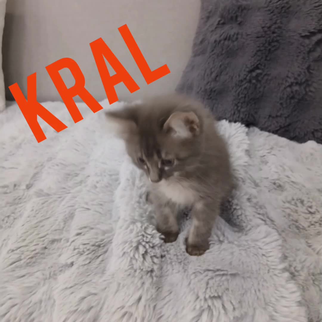 @Osman &Ccedil;avuşoğlu