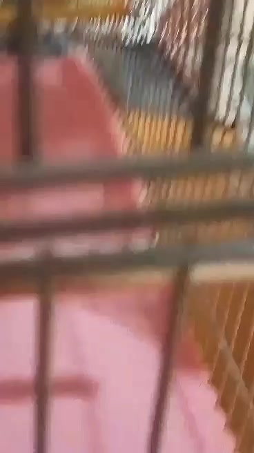 @قائد السرب