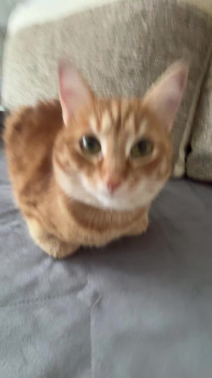 @Eva🐾Mira