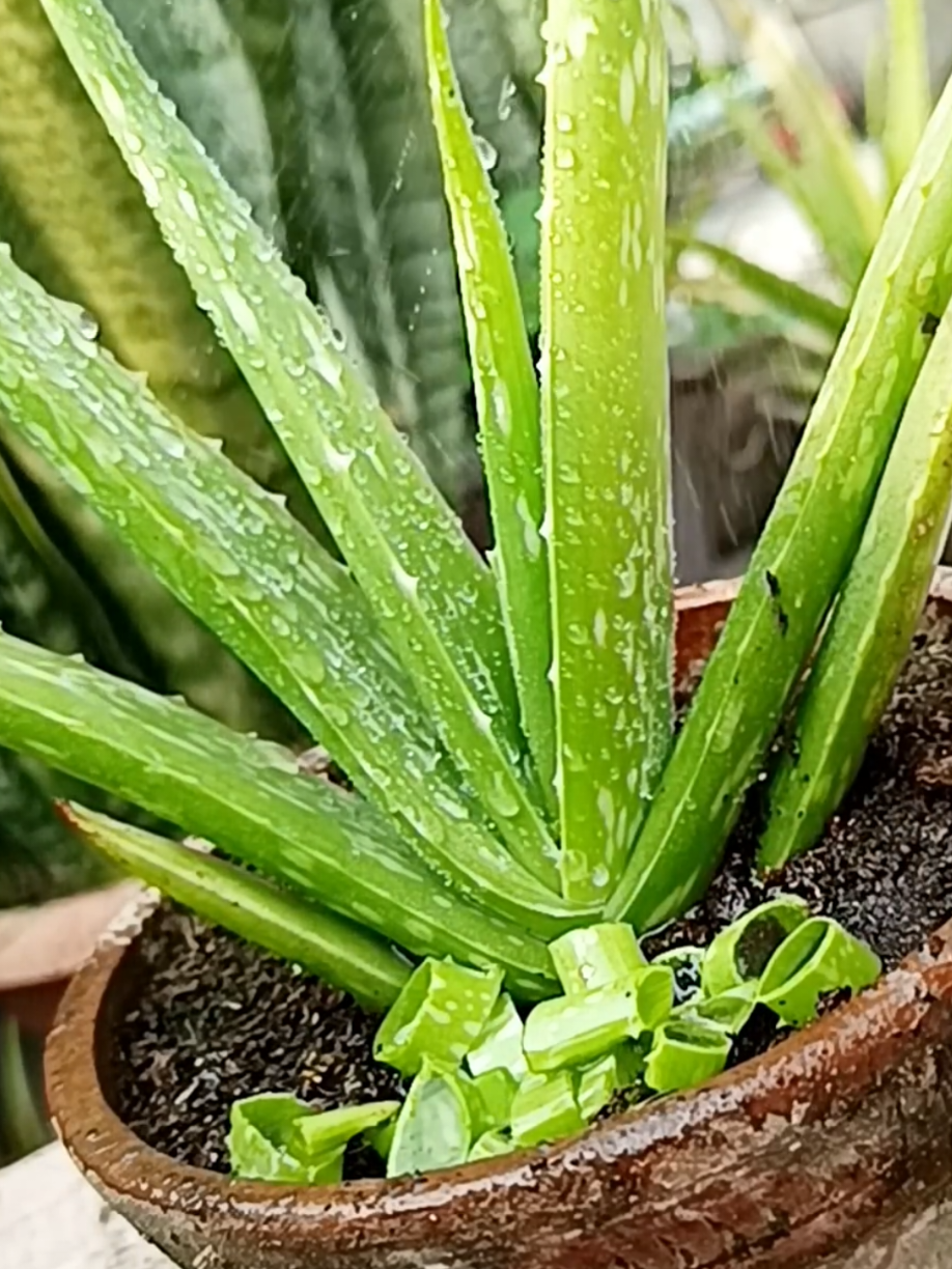 @PlantsLife