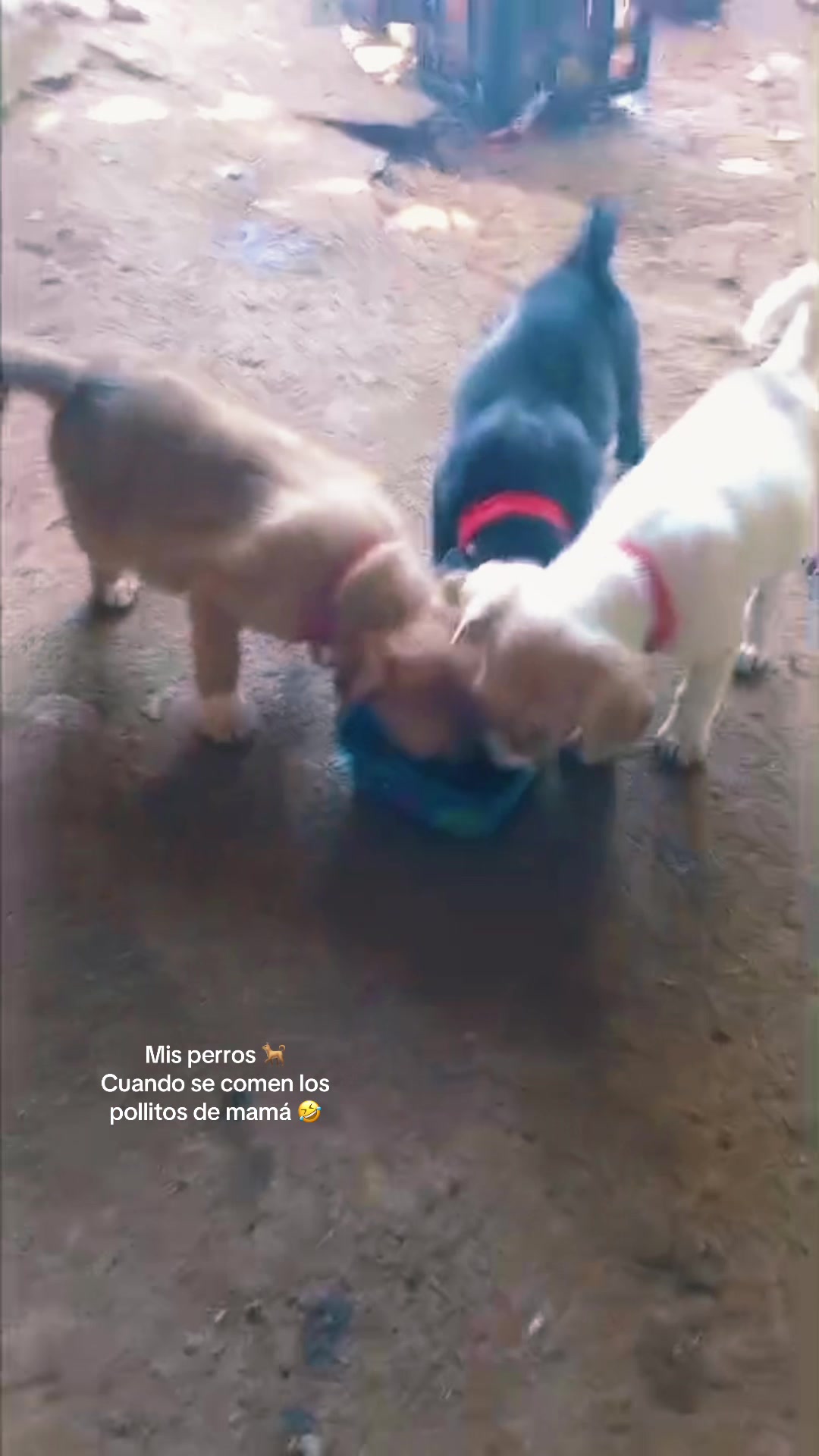 @Gómez ☠️😈