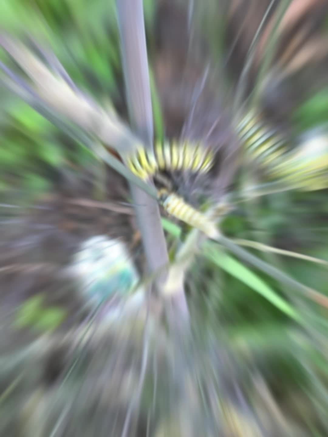 @Majora's Musk