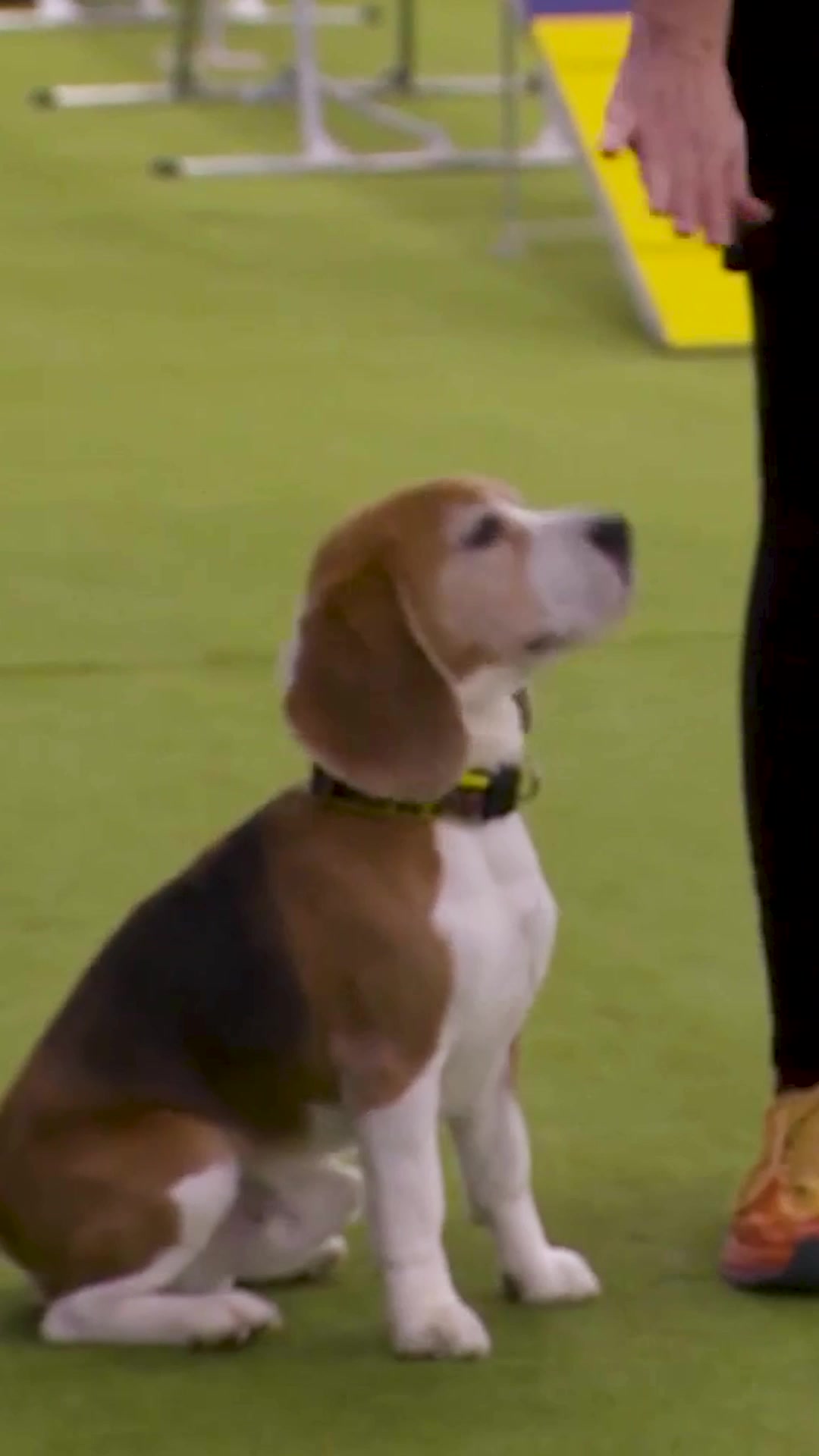 @Westminster Kennel Club