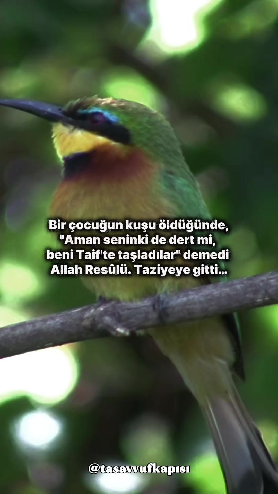 @tasavvufkapisi