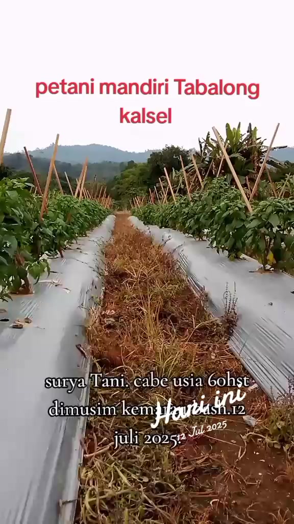 @SURYA TANI