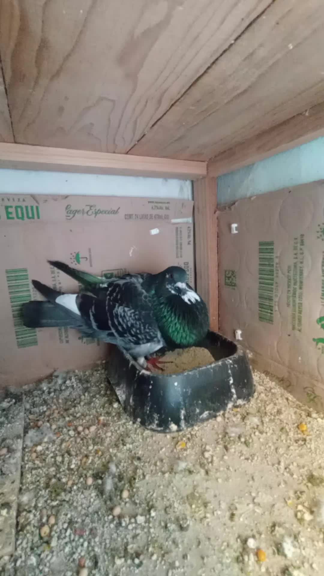 @Palomeando en Mexico