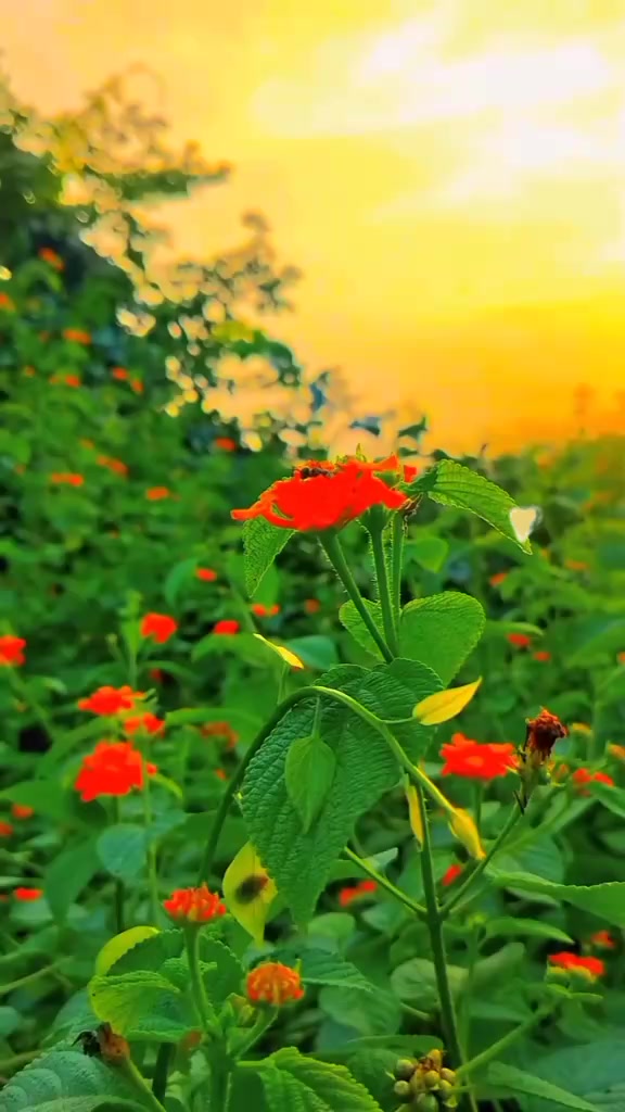 @Md A🚜R🚜I🚜F🇧🇩