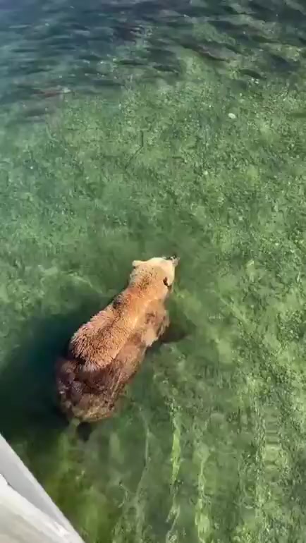 @Accent