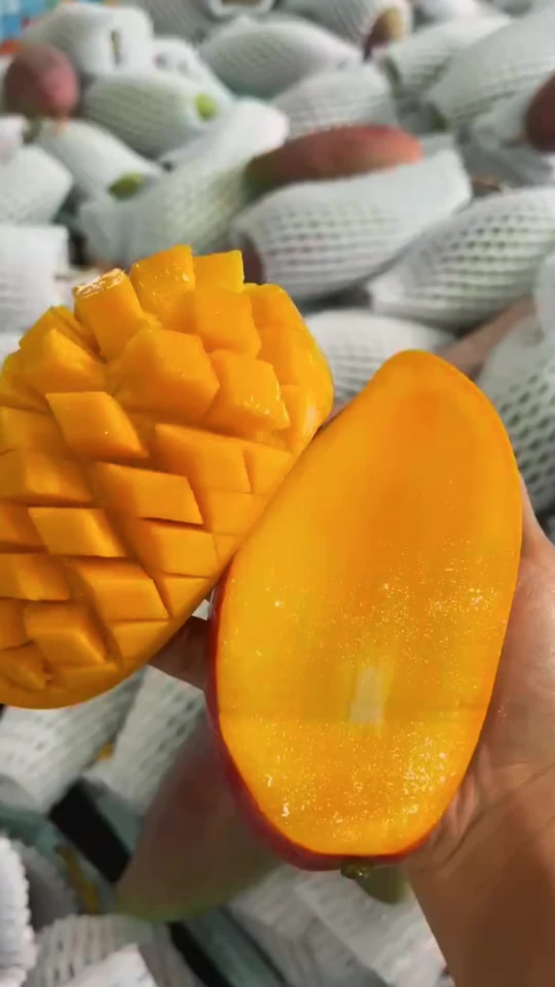 @Cerebrito