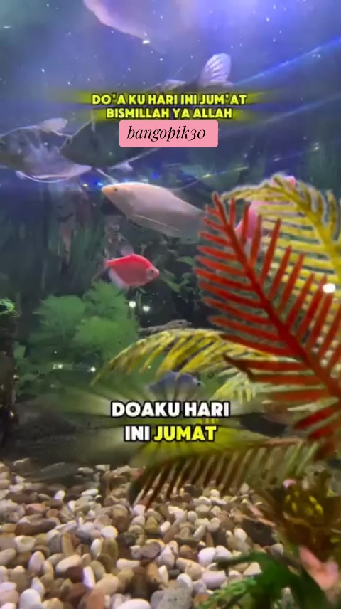 @bang opik