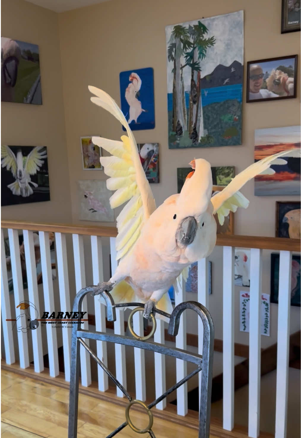 @Barney the West Coast Cockatoo
