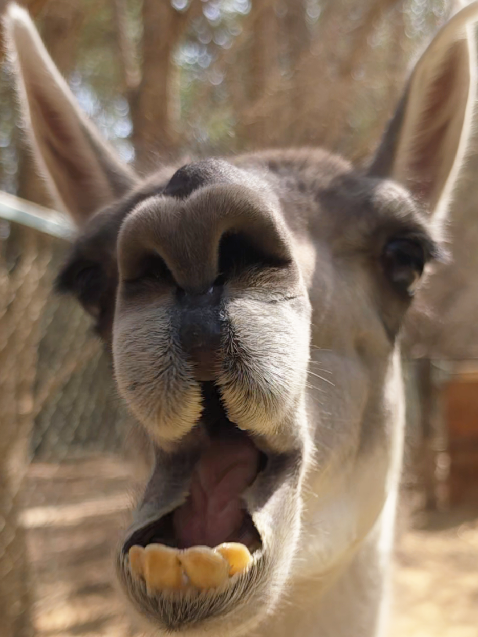 @funny:)animalsbytwins