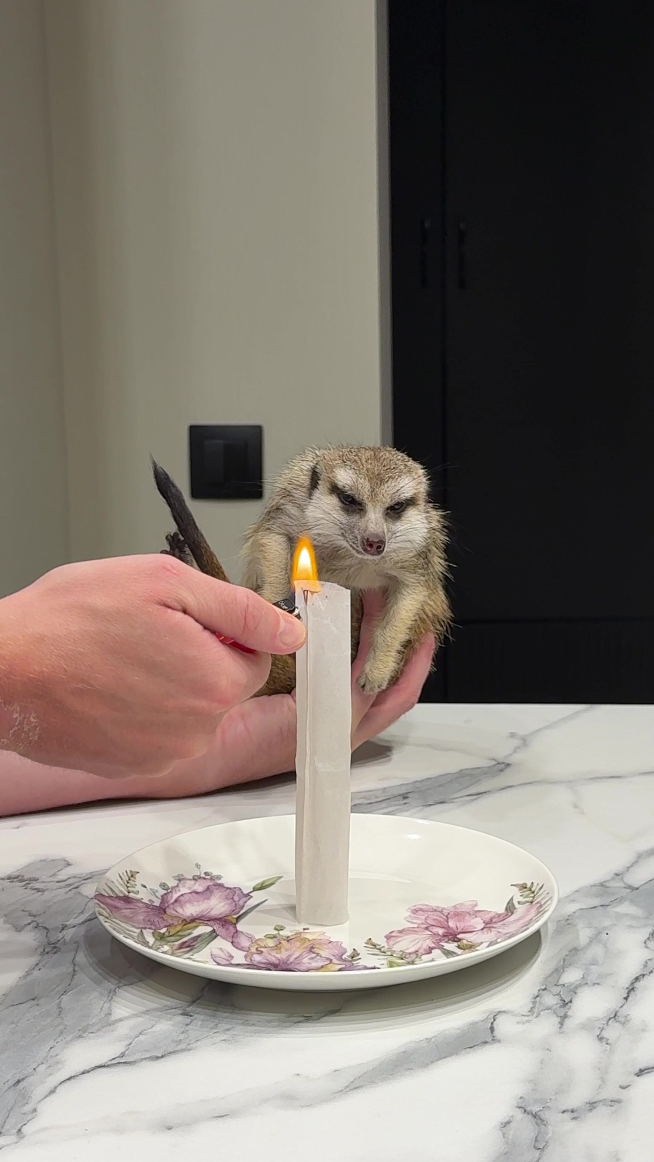 @TIMON THE MEERKAT
