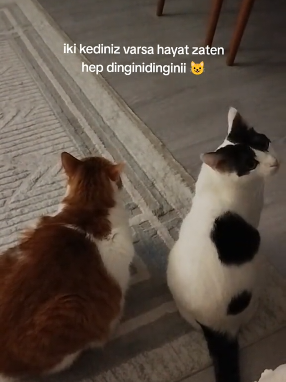 @KAVUN