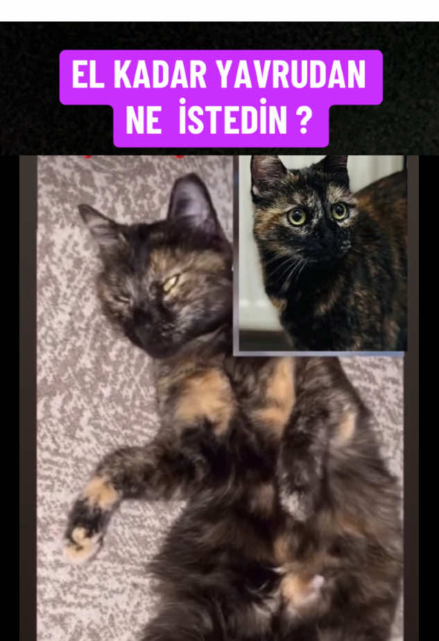 @kedifanatikleri