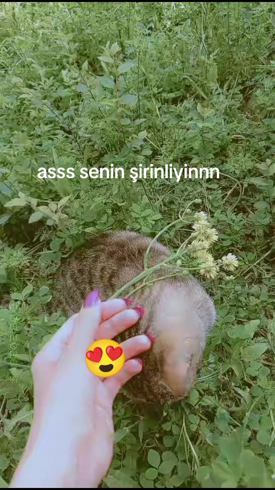 @꧁♔sℯ𝓋𝒶♡꧂
