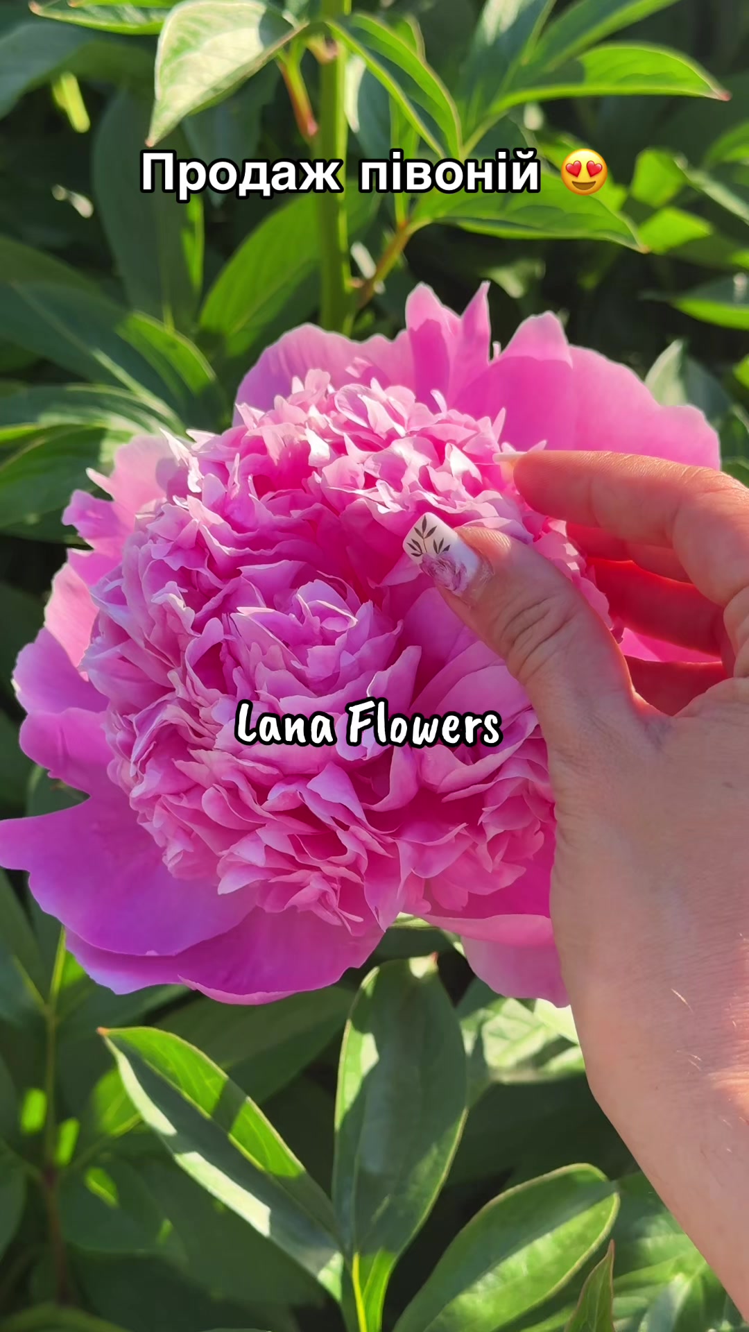 @Lana_Flowers