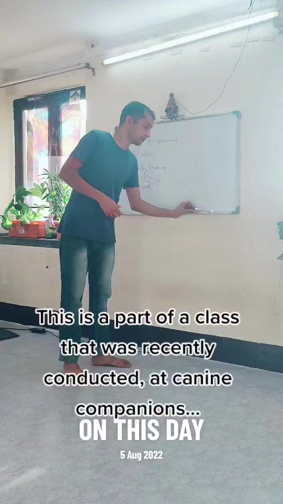 @Canine Companions Np
