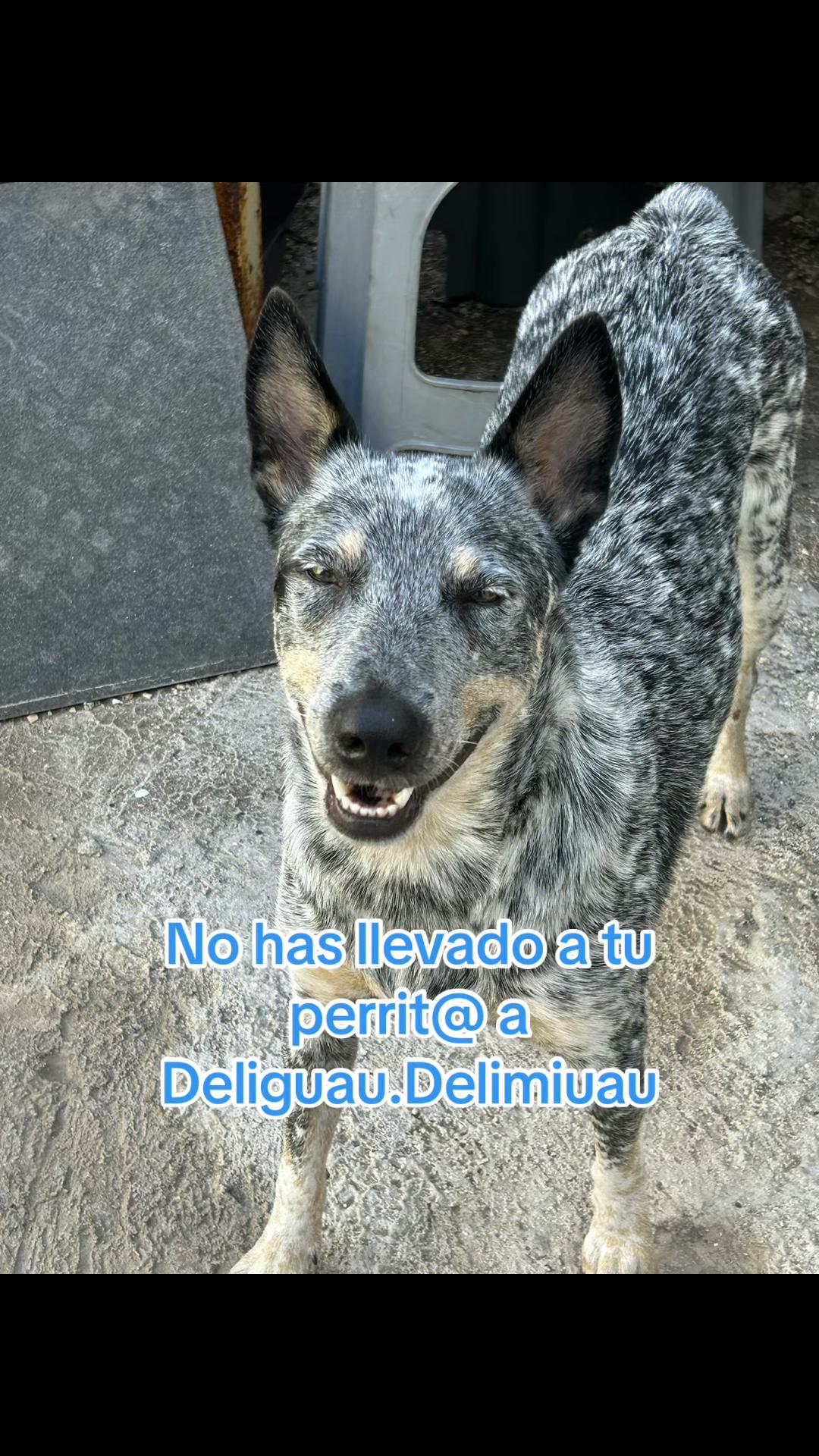 @Deliguau.Delimiau