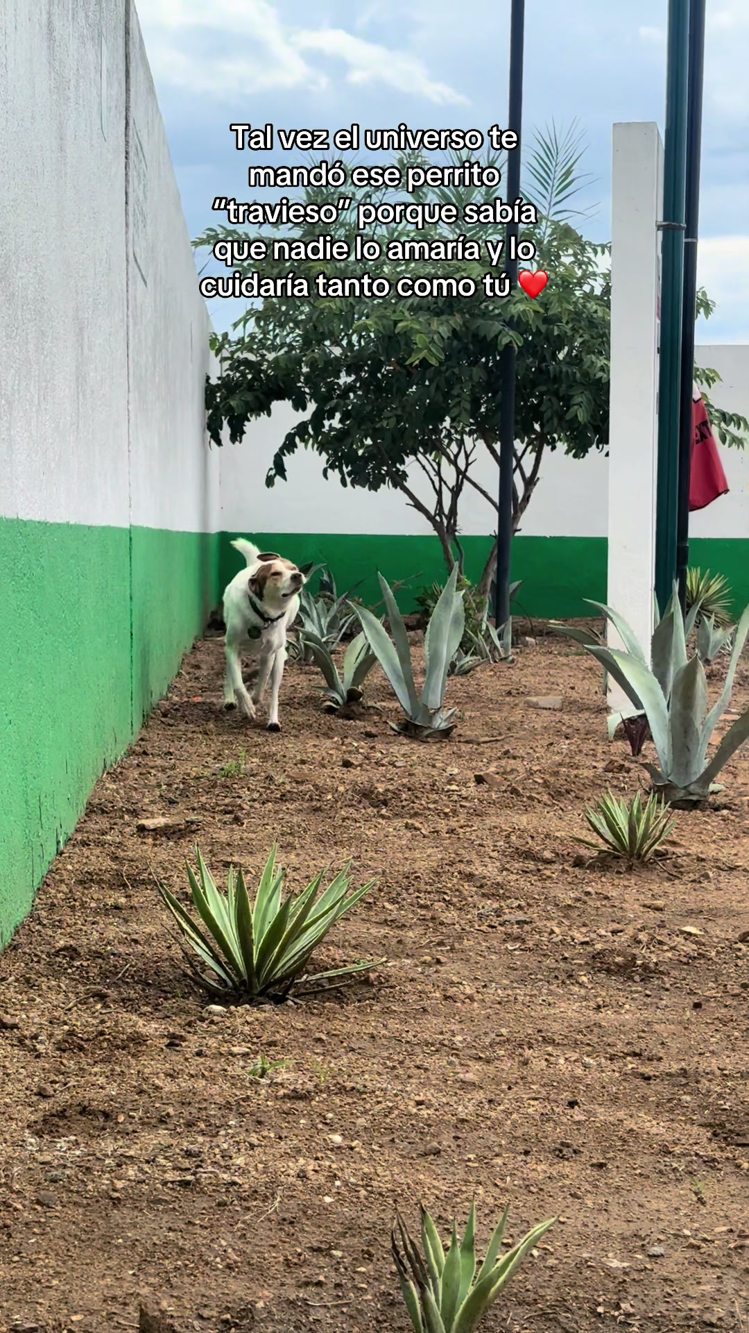 @Mailo el perro gasolinero