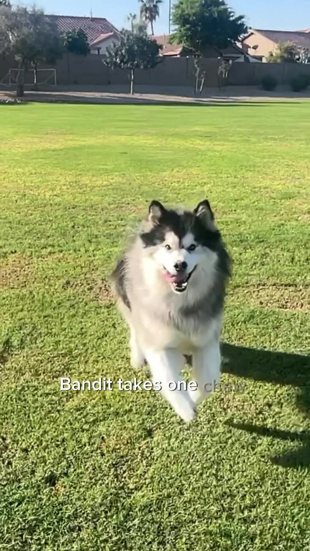 @Bandit The Husky