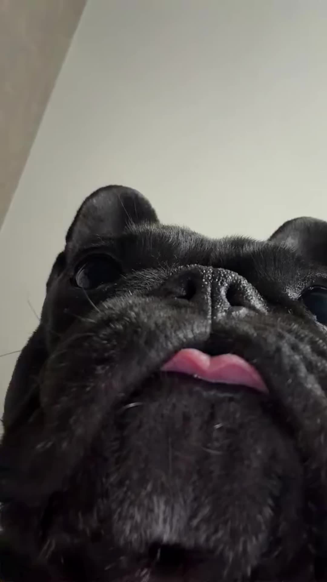 @PawblemsDaily
