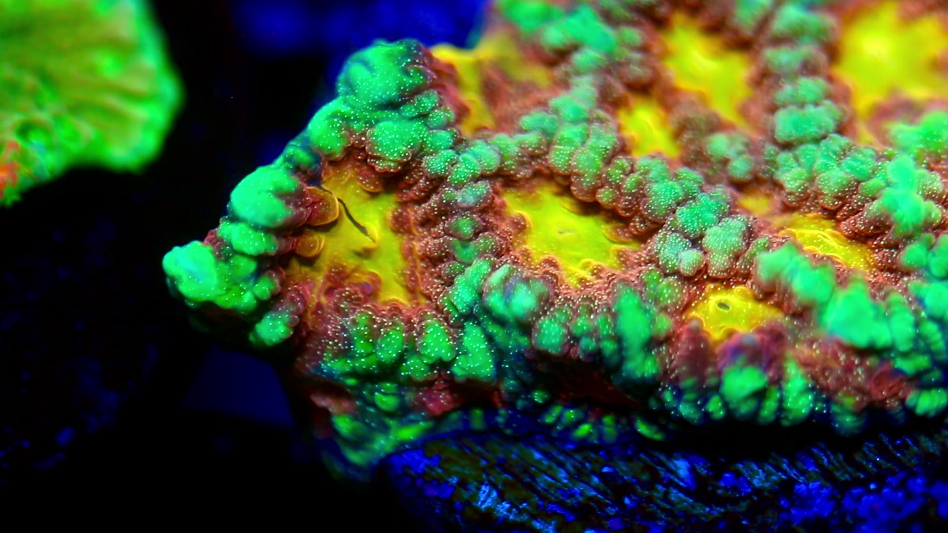 @Cali_Coral_Connect_hxa