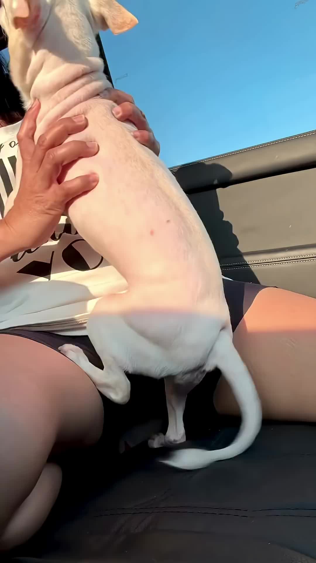 @dog lovers