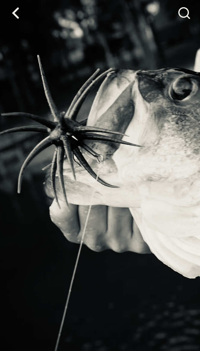 @BigBassFish