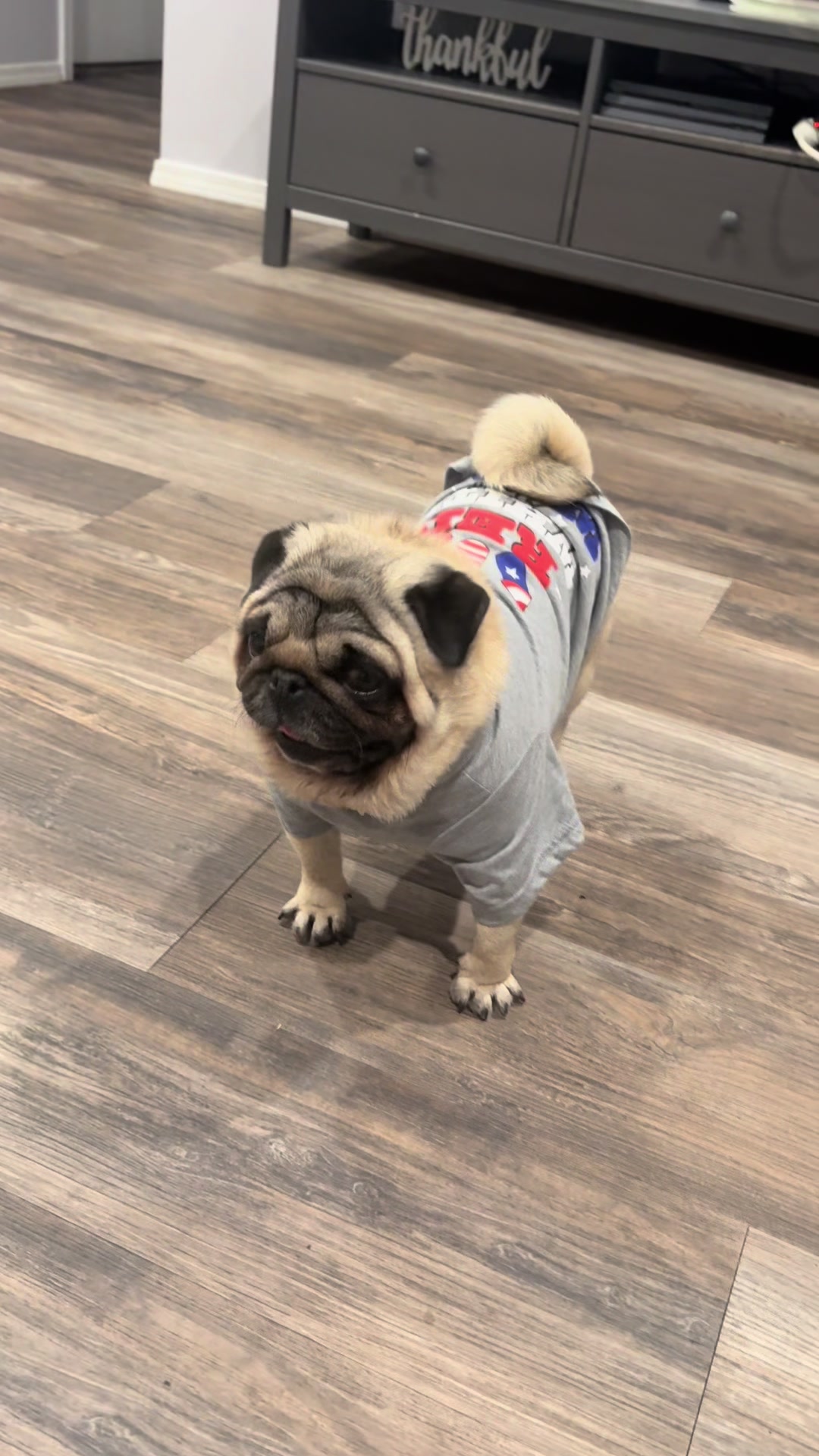 @Rocki the Pug ๐ถ