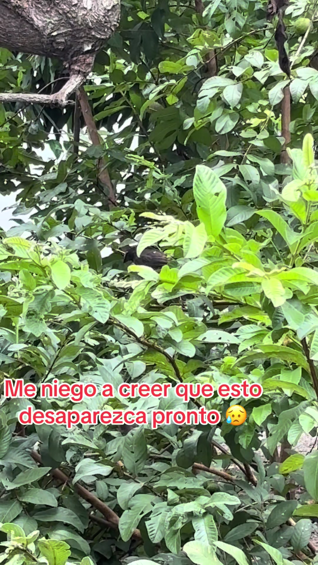 @Blanca Chavez