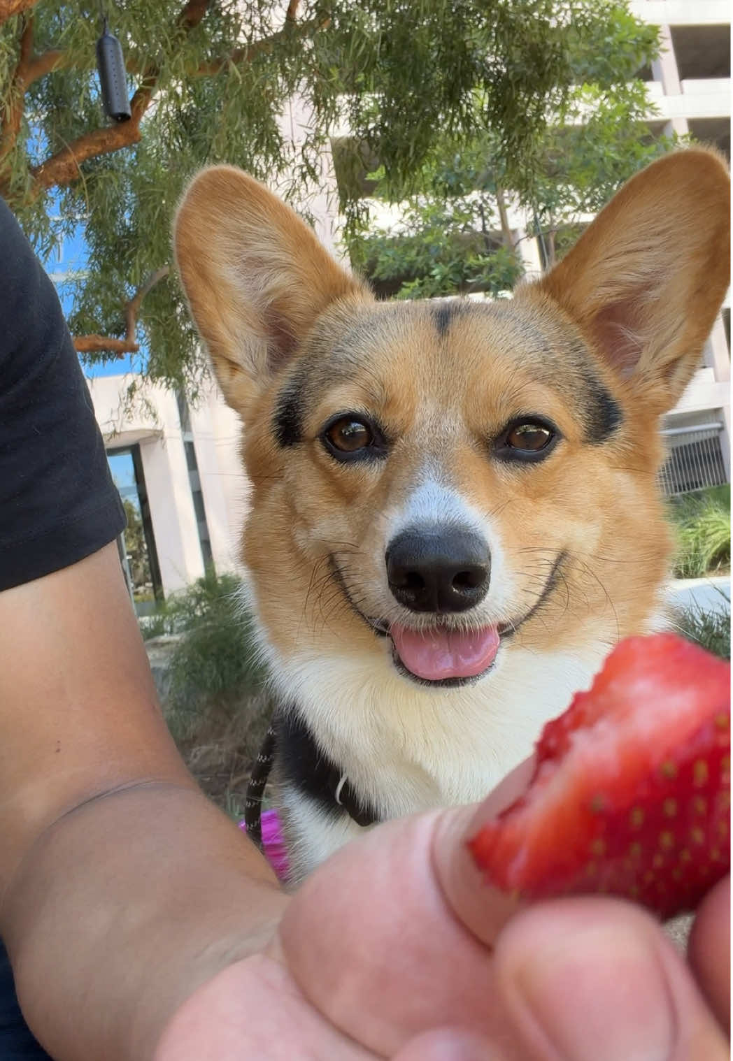 @hasbithecorgi