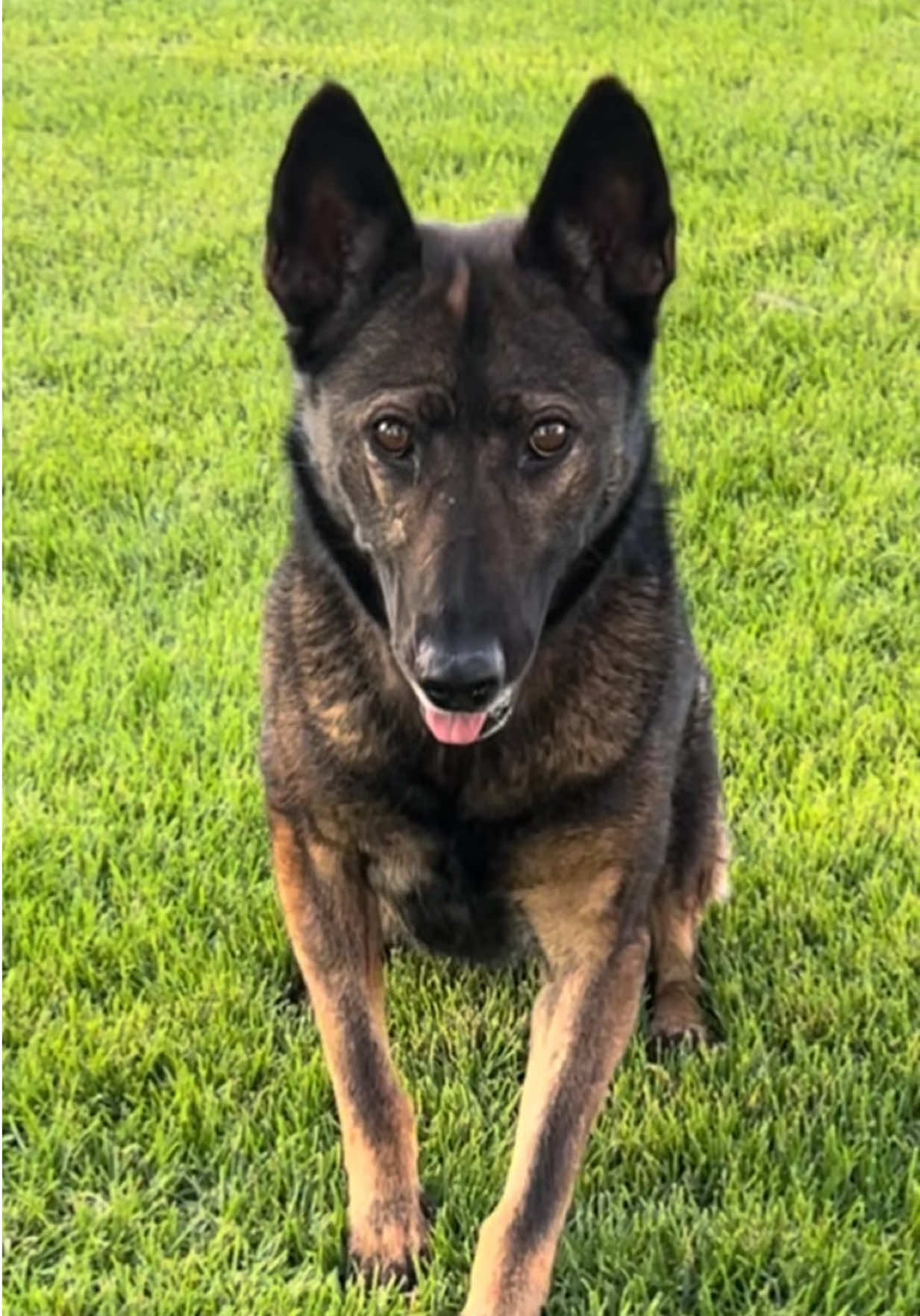 @K9 Dina