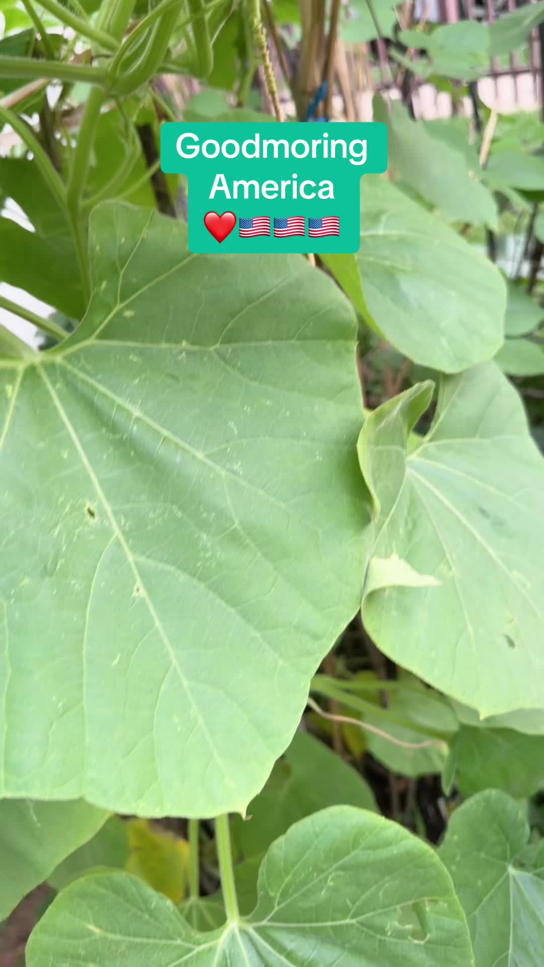 @Rintuliza
