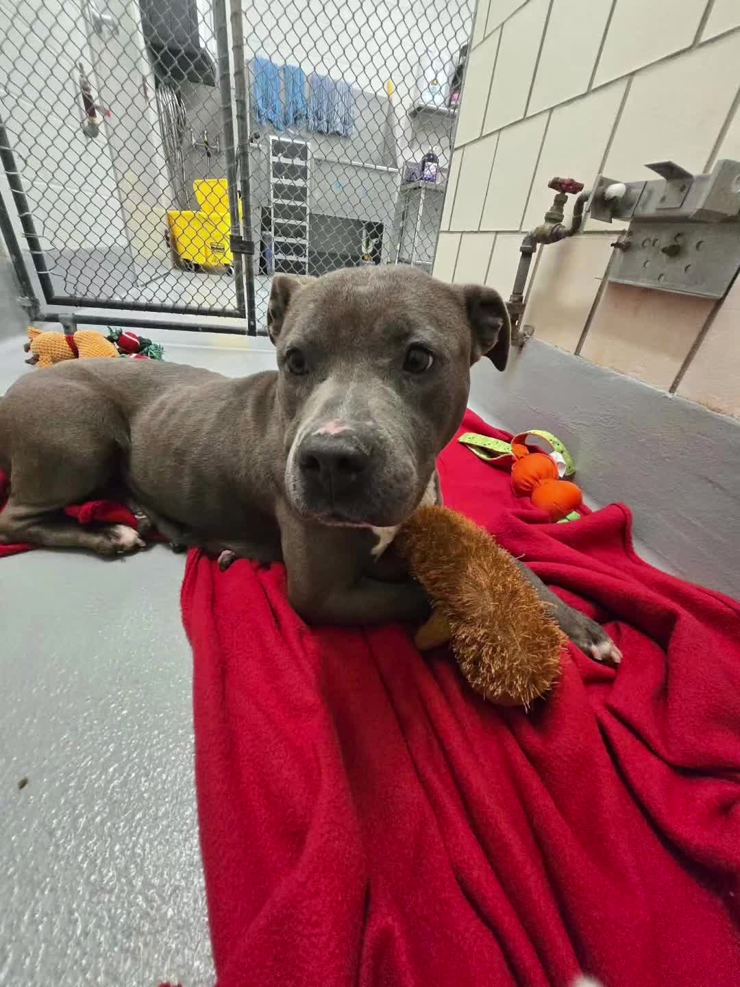@HumansAndAnimalsUnited