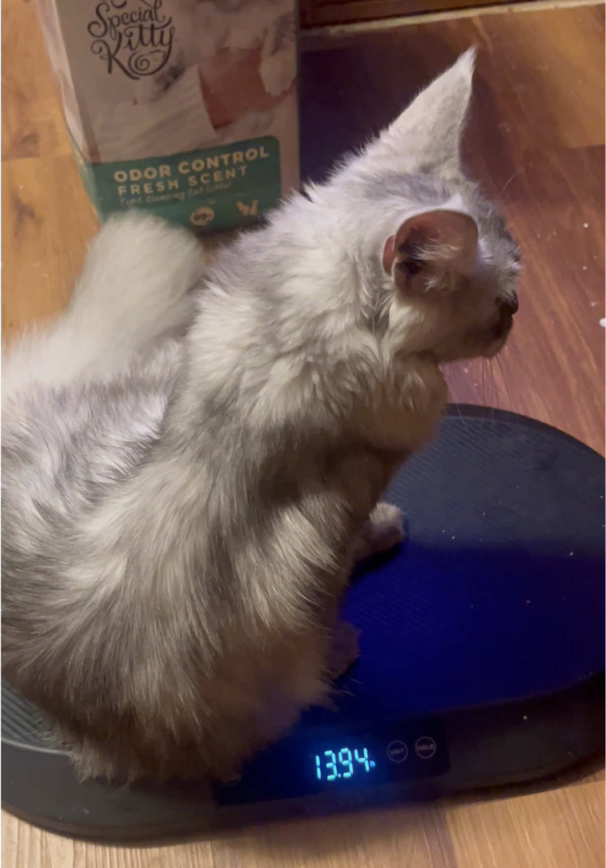 @Tycoon_Mainecoons
