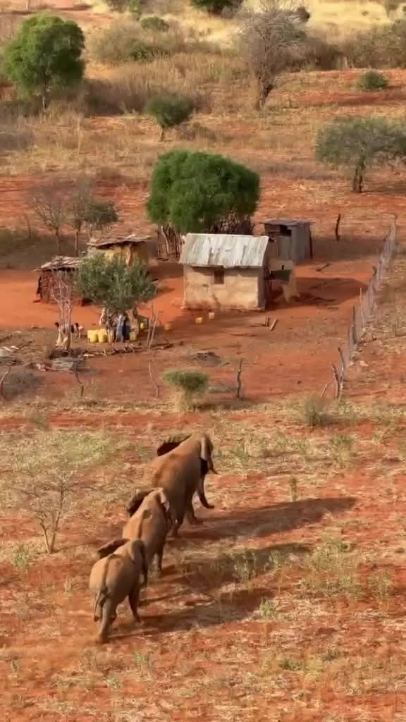 @SheldrickTrust