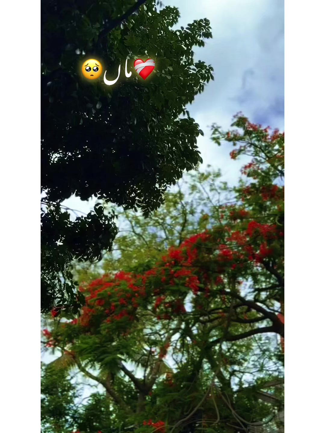 @⚜️𝐊𝐇𝐎𝐊𝐇𝐀𝐑❤️🩹